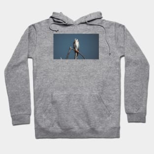 Black-shouldered kite Hoodie